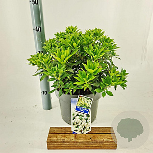 Pieris jap. 'Purity' 30-40 cm 5,0L