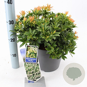 Pieris jap. 'Purity' 30-40 cm 5,0L