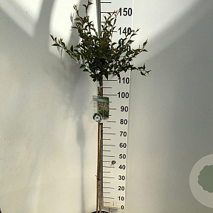 Prunus 'Hally Jolivette' 120 cm stam 7,5L
