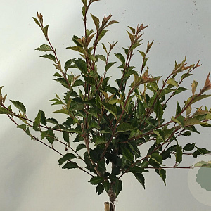 Prunus 'Hally Jolivette' 120 cm stam 7,5L
