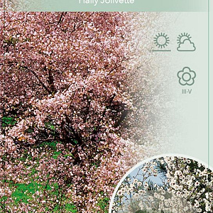 Prunus 'Hally Jolivette' 120 cm stam 7,5L
