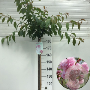 Prunus 'Kiku-shidare-zakura' 180 cm stam 10L