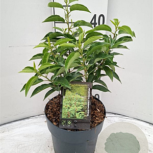 Prunus l. 'Angustifolia' 30-40 cm 3,0L