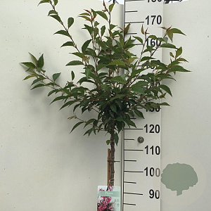 Prunus 'Okame' 120 cm stam 7,5L