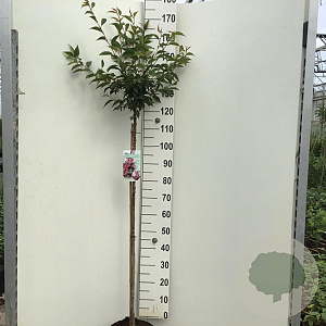Prunus 'Okame' 120 cm stam 7,5L