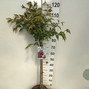 Prunus 'Okame' 90 cm stam 7,5L