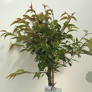 Prunus 'Okame' 90 cm stam 7,5L