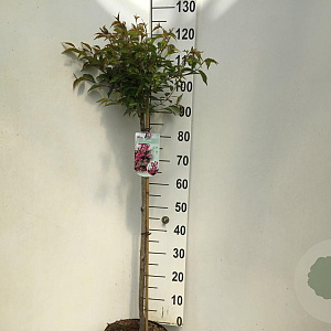 Prunus 'Okame' 90 cm stam 7,5L