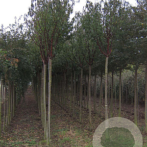 Prunus serrula 16-18 HO draadkluit