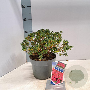 Rhododendron (AJ) 'Anouk' 20-25 cm 3,0L