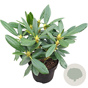 Rhododendron 'Hachmann's Charmant' 30-40 cm 5,0L struik