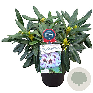 Rhododendron 'Hachmann's Pinguin' 30-40 cm 5,0L struik