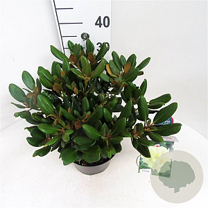 Rhododendron (Y) 'Millennium Gold' 30-40 cm 5,0L struik