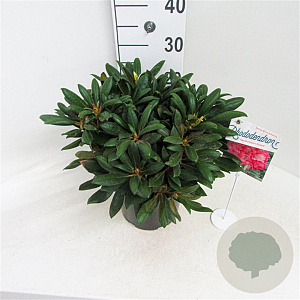 Rhododendron (Y) 'Polaris' 30 cm 5,0L