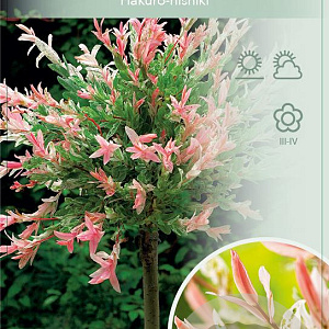 Salix integra 'Hakuro-nishiki' 90 cm stam 5,0L