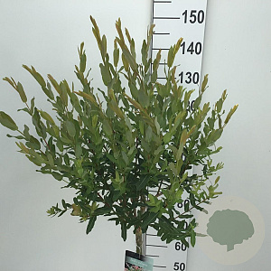 Salix integra 'Hakuro-nishiki' 90 cm stam 5,0L