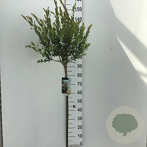 Salix integra 'Hakuro-nishiki' 90 cm stam 5,0L