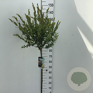 Salix integra 'Hakuro-nishiki' 90 cm stam 5,0L