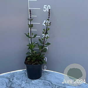 Salvia nem. 'Caradonna' GM 2,0L