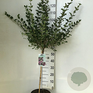 Syringa meyeri 'Palibin' 60 cm stam 7,5L