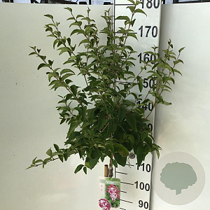 Syringa microphylla 'Superba' 120 cm stam 7,5L
