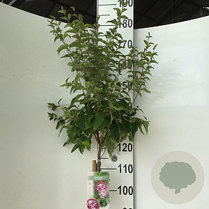 Syringa microphylla 'Superba' 120 cm stam 7,5L