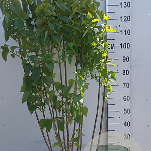 Syringa v. 'Mme Lemoine' 125-150 cm 35L