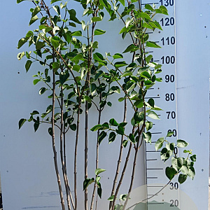 Syringa v. 'Sensation' 100-125 cm 20L