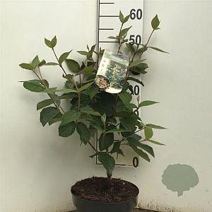 Viburnum carlesii 'Juddii' 40-50 cm 5,0L