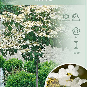 Viburnum plic. 'Watanabe' 90 cm stam 7,5L