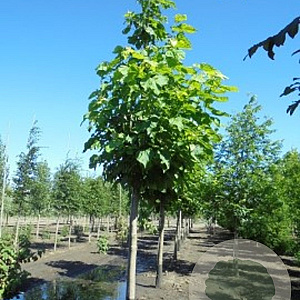 Catalpa bignonioides 150-175 cm draadkluit meerstammig
