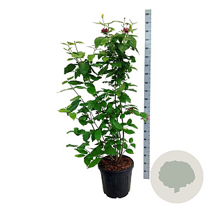 Calycanthus r. 'Aphrodite' 125-150 cm 30L extra