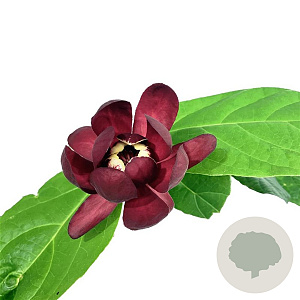 Calycanthus r. 'Aphrodite' 125-150 cm 30L extra