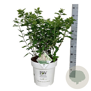 Hydrangea pan. Little Lime 50-60 cm 15L