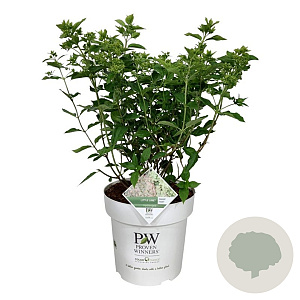 Hydrangea pan. Little Lime 50-60 cm 15L