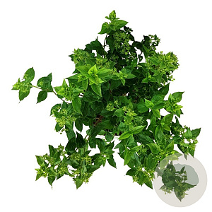 Hydrangea pan. Little Lime 50-60 cm 15L