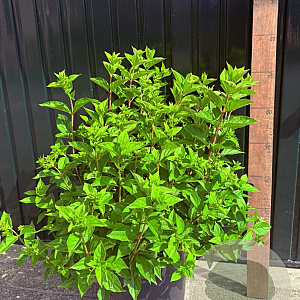 Hydrangea pan. Little Lime A kwaliteit 15L