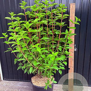 Hydrangea pan. 'Polar Bear' A kwaliteit 15L