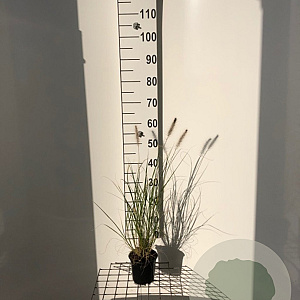 Pennisetum al. 'Hameln' GM C1.3