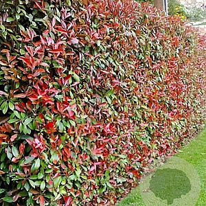 Photinia fraseri 'Red Robin' 150-175 cm met kluit