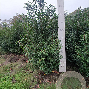 Prunus l. 'Angustifolia' 175-200 cm met kluit
