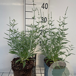 Perovskia 'Blue Spire' GM 2,0L