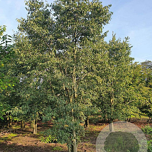 Celtis australis 300-350 cm draadkluit meerstammig