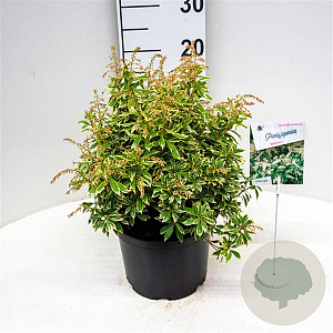 Pieris jap. 'Variegata' 30-40 cm 5,0L struik
