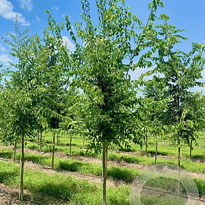 Celtis occidentalis 16-18 cm draadkluit