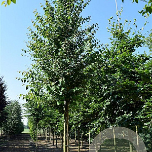 Cercidiphyllum japonicum 350-400 cm draadkluit meerstammig