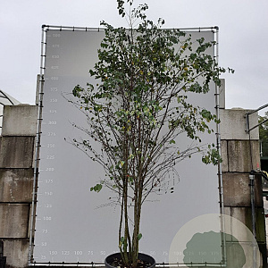 Cercidiphyllum japonicum 350-400 cm draadkluit meerstammig