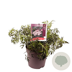 Sambucus nigra Black Lace 30-35 cm 10L