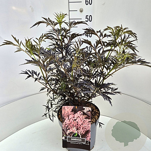Sambucus nigra Black Lace 40 cm 10L