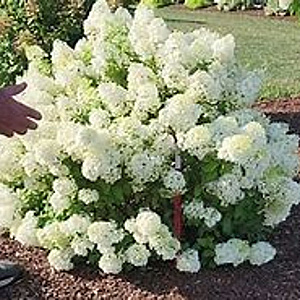 Hydrangea pan. 'Bobo'® 30-40 cm 5,0L struik